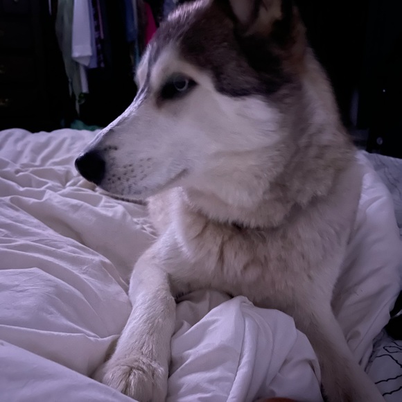 Meet your Posher, Tara - Picture 3 of 5